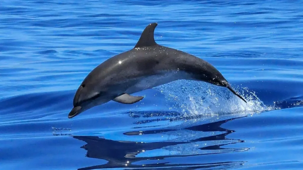 Dolphin Watching and Snorkeling Tour Muscat